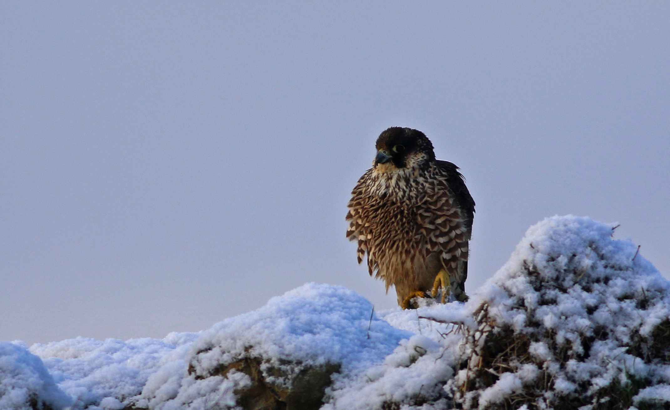 Peregrine Falcon